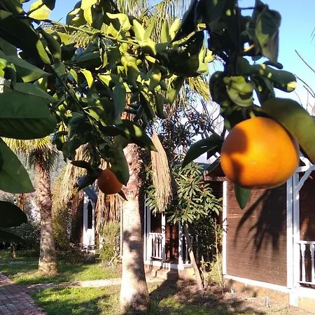 Kervan Homestay szállás Çıralı